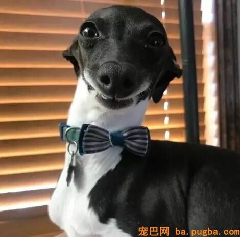 它是世界上跑的最快的狗，却还是逃不外“恶魔”的手……-1.jpeg