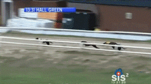它是世界上跑的最快的狗，却还是逃不外“恶魔”的手……-3.gif