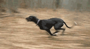 它是世界上跑的最快的狗，却还是逃不外“恶魔”的手……-2.gif