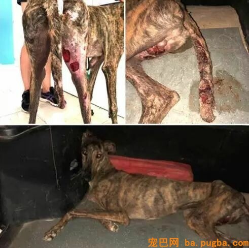 它是世界上跑的最快的狗，却还是逃不外“恶魔”的手……-5.jpeg