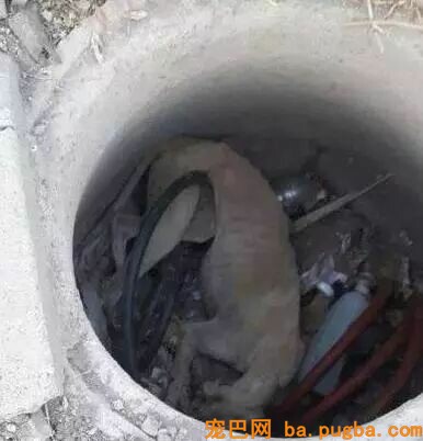 它是世界上跑的最快的狗，却还是逃不外“恶魔”的手……-10.jpeg