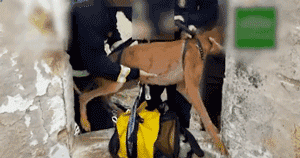 它是世界上跑的最快的狗，却还是逃不外“恶魔”的手……-11.gif