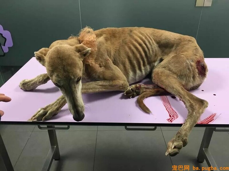 它是世界上跑的最快的狗，却还是逃不外“恶魔”的手……-13.jpeg