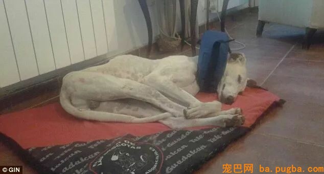 它是世界上跑的最快的狗，却还是逃不外“恶魔”的手……-14.jpeg