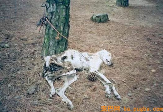 它是世界上跑的最快的狗，却还是逃不外“恶魔”的手……-16.jpeg