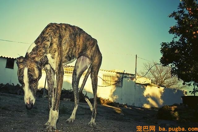 它是世界上跑的最快的狗，却还是逃不外“恶魔”的手……-17.jpeg