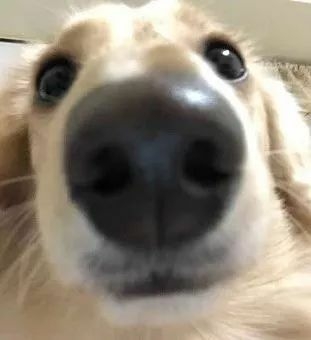 上班开监控想看下狗子，成果，看到了一个不明生物...-4.jpeg