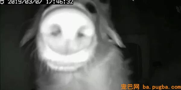 上班开监控想看下狗子，成果，看到了一个不明生物...-1.jpeg