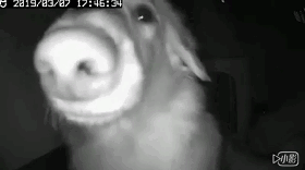 上班开监控想看下狗子，成果，看到了一个不明生物...-2.gif