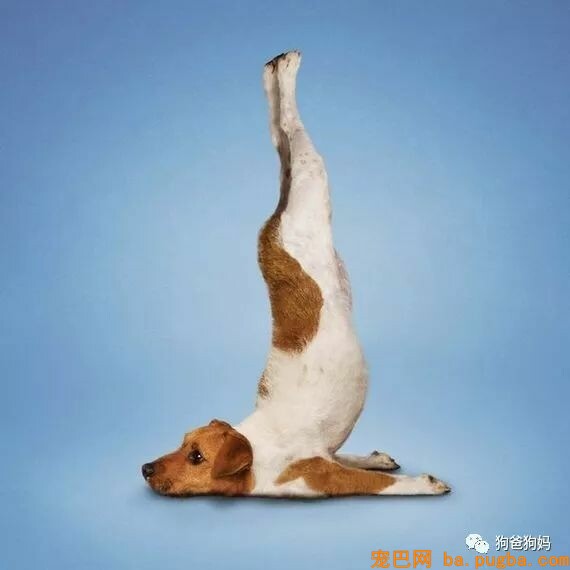 【爆笑】凶猛了，这些猫猫狗狗！！！-1.jpeg
