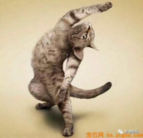 【爆笑】凶猛了，这些猫猫狗狗！！！-4.jpeg