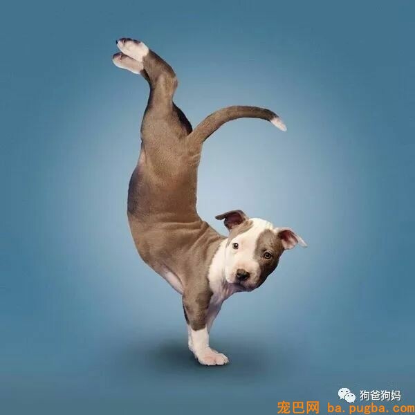 【爆笑】凶猛了，这些猫猫狗狗！！！-5.jpeg