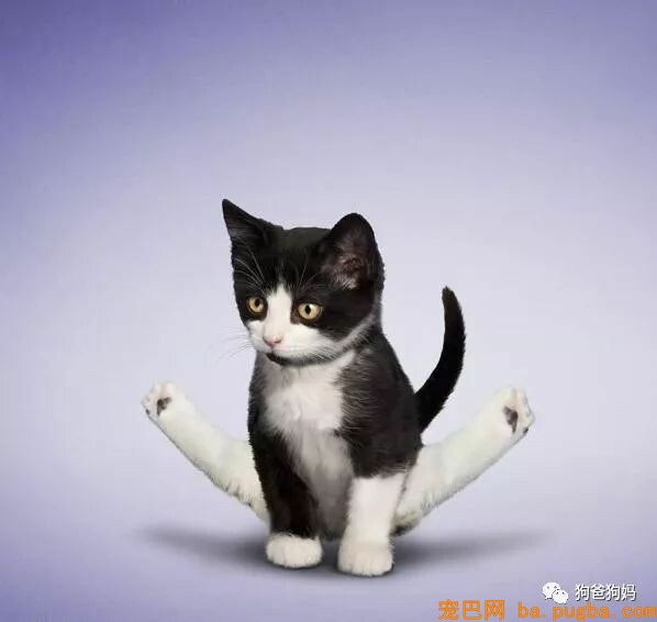 【爆笑】凶猛了，这些猫猫狗狗！！！-7.jpeg