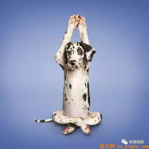 【爆笑】凶猛了，这些猫猫狗狗！！！-6.jpeg