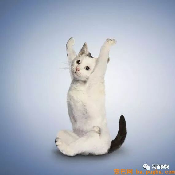 【爆笑】凶猛了，这些猫猫狗狗！！！-11.jpeg