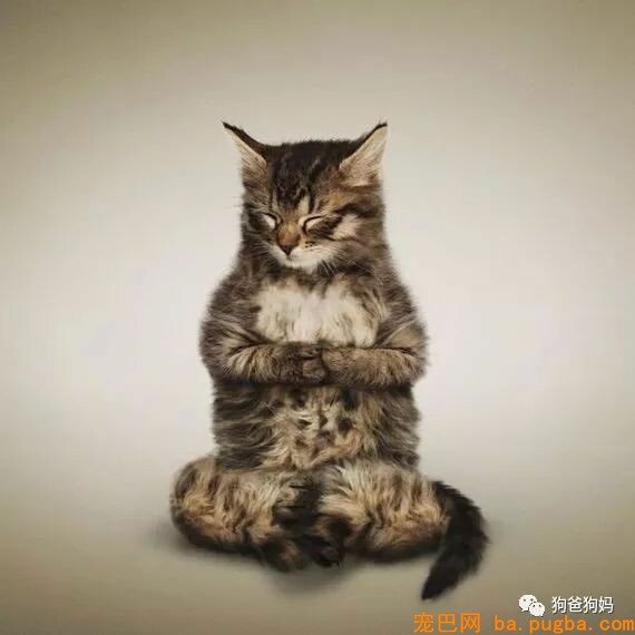 【爆笑】凶猛了，这些猫猫狗狗！！！-9.jpeg