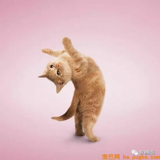 【爆笑】凶猛了，这些猫猫狗狗！！！-10.jpeg