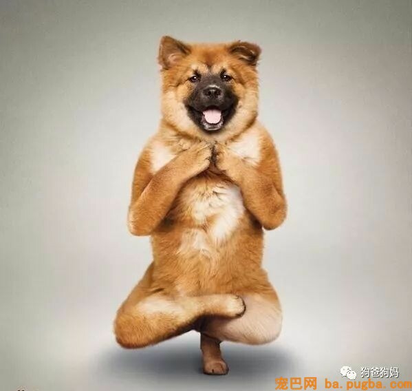 【爆笑】凶猛了，这些猫猫狗狗！！！-12.jpeg