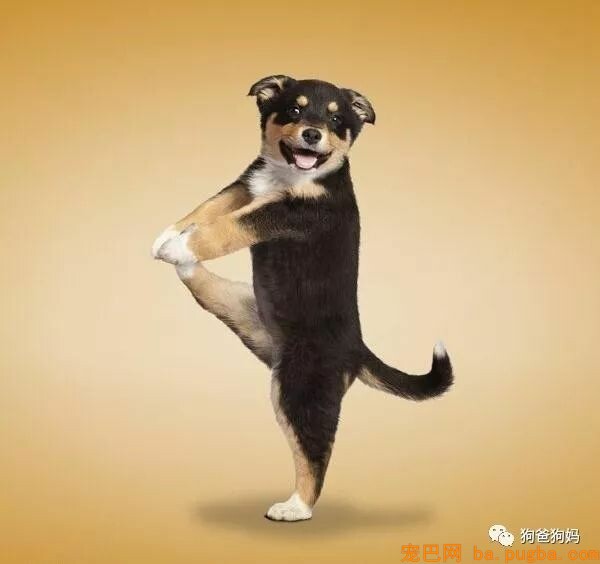 【爆笑】凶猛了，这些猫猫狗狗！！！-16.jpeg