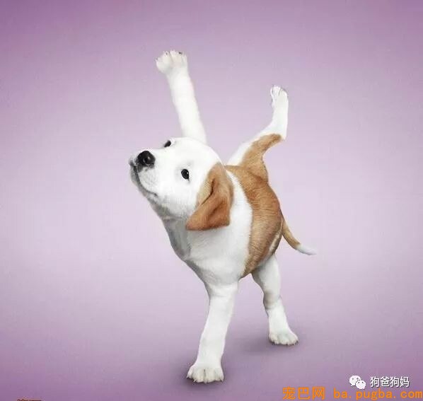 【爆笑】凶猛了，这些猫猫狗狗！！！-19.jpeg