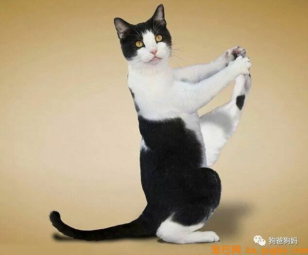 【爆笑】凶猛了，这些猫猫狗狗！！！-18.jpeg