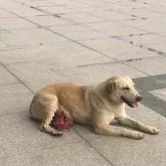 它被三只狗狗咬破肚皮，却照旧在原地等待主人……-2.jpeg