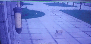 它被三只狗狗咬破肚皮，却照旧在原地等待主人……-5.gif