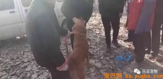 男子嫌金毛年老不看家，索性卖了，被卖时金毛的反响让人泪目！-4.jpeg