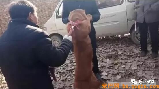男子嫌金毛年老不看家，索性卖了，被卖时金毛的反响让人泪目！-2.jpeg