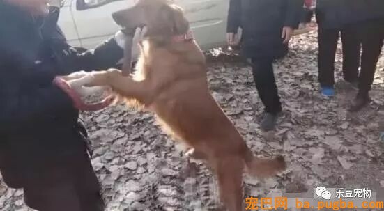 男子嫌金毛年老不看家，索性卖了，被卖时金毛的反响让人泪目！-1.jpeg