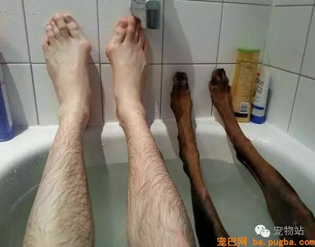 盘点狗狗总是能够“一击戳中你笑点”的爆笑狗事件-4.jpeg