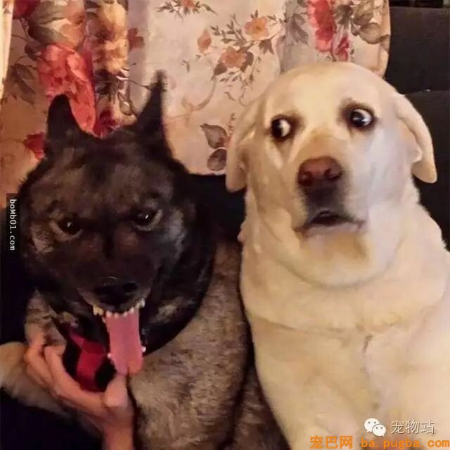 盘点狗狗总是能够“一击戳中你笑点”的爆笑狗事件-11.jpeg