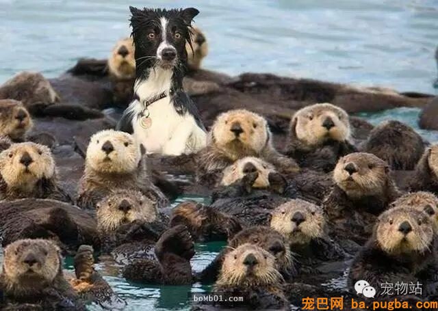 盘点狗狗总是能够“一击戳中你笑点”的爆笑狗事件-23.jpeg