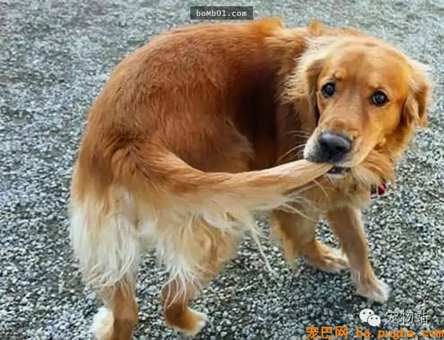 盘点狗狗总是能够“一击戳中你笑点”的爆笑狗事件-24.jpeg