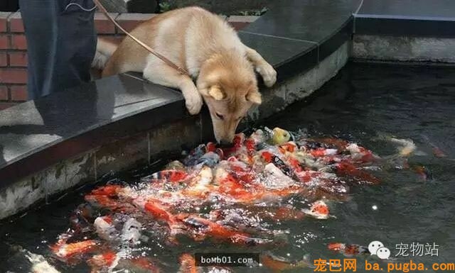 盘点狗狗总是能够“一击戳中你笑点”的爆笑狗事件-26.jpeg
