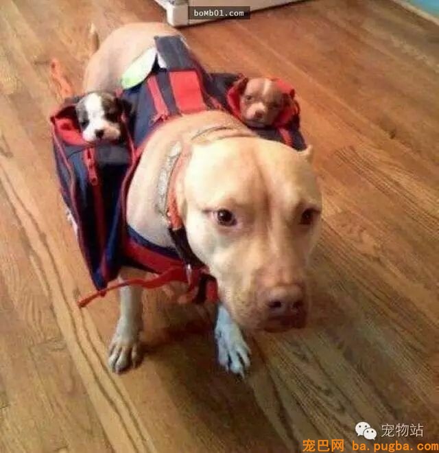 盘点狗狗总是能够“一击戳中你笑点”的爆笑狗事件-25.jpeg