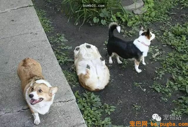 盘点狗狗总是能够“一击戳中你笑点”的爆笑狗事件-29.jpeg