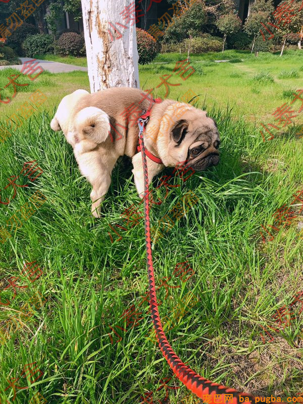 巴哥犬02.jpg