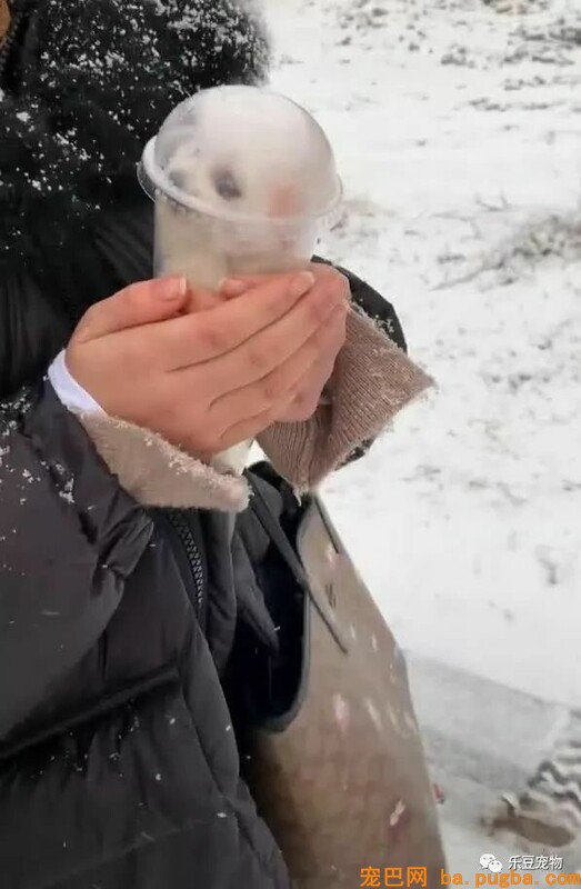 小狗被主人装进茶杯，当成暖手宝，头冒出来时众人被萌坏！-1.jpeg