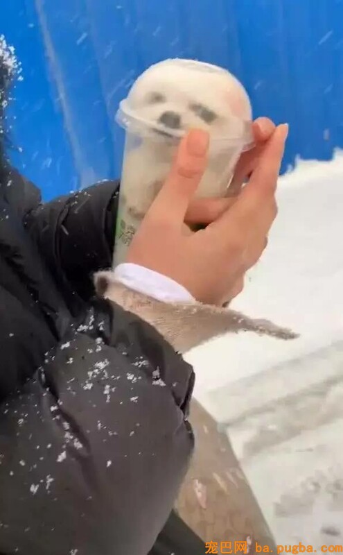 小狗被主人装进茶杯，当成暖手宝，头冒出来时众人被萌坏！-3.jpeg