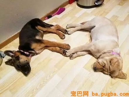 拉布拉多和德牧从小一起长大，这段姐妹友情也是很让人羡慕了！-6.jpeg