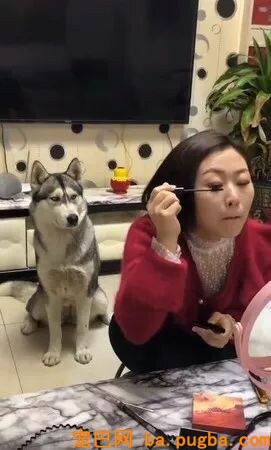 两个小时前说好出门的主人化装到如今，二哈：比及天荒地老......-1.jpeg