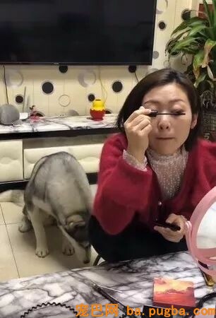 两个小时前说好出门的主人化装到如今，二哈：比及天荒地老......-4.jpeg