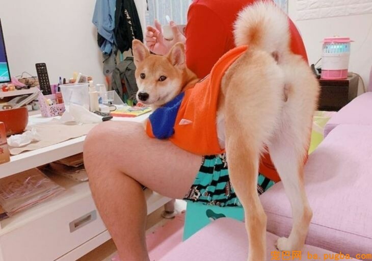 柴犬上演美腿诱惑！粑粑：在俏屁嫩臀面前吃饭好难......-1.jpeg