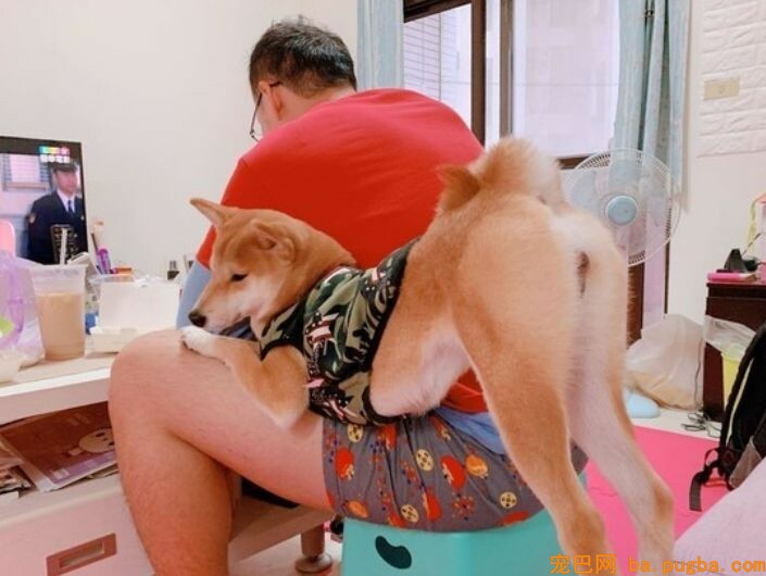 柴犬上演美腿诱惑！粑粑：在俏屁嫩臀面前吃饭好难......-2.jpeg
