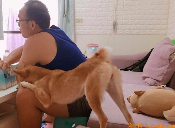 柴犬上演美腿诱惑！粑粑：在俏屁嫩臀面前吃饭好难......-3.jpeg