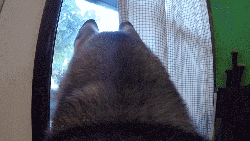 出门前和狗狗说再见，它听得懂吗？-2.gif