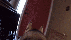 出门前和狗狗说再见，它听得懂吗？-3.gif
