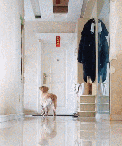 出门前和狗狗说再见，它听得懂吗？-4.gif