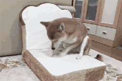 出门前和狗狗说再见，它听得懂吗？-5.gif